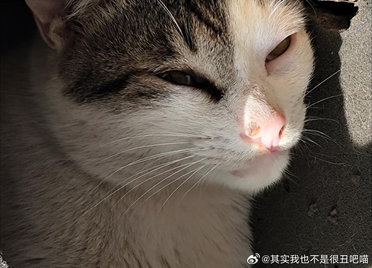 49896【丑猫】只是在睡觉 