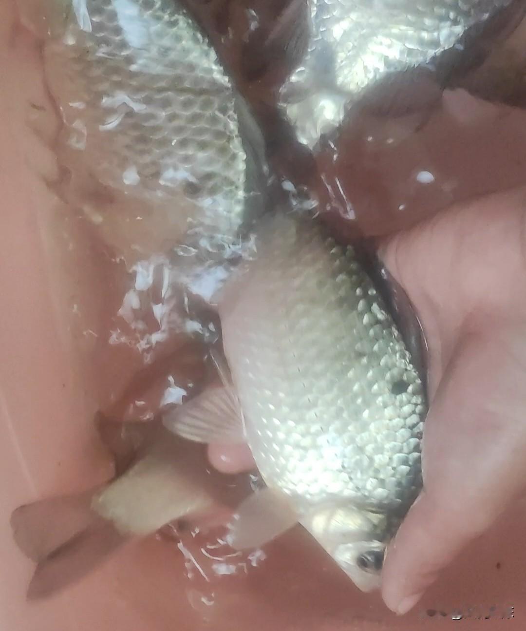 野钓真的需要那么注重灵敏度吗，浮漂越贵越好。
线组越细越好，你确定你钓的是正经鱼