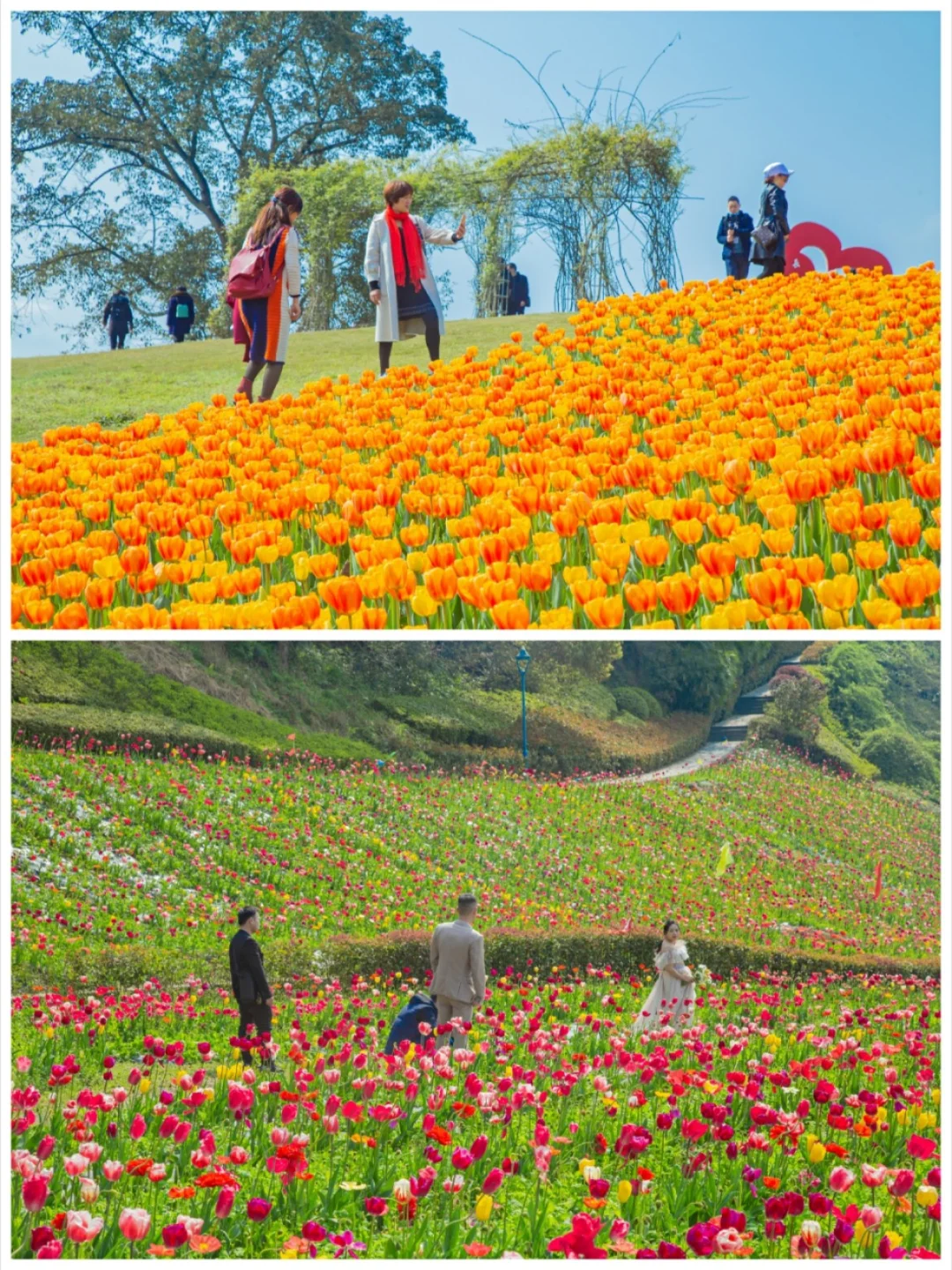 带上这份赏花攻略，到长寿湖遇见春天的浪漫