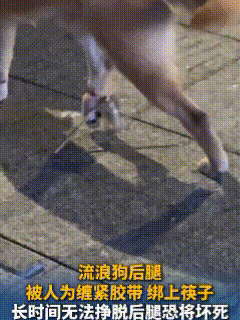“不爱就别伤害”！10月15日，四川成都，女子散步时发现一只狗与众不同，它走起路