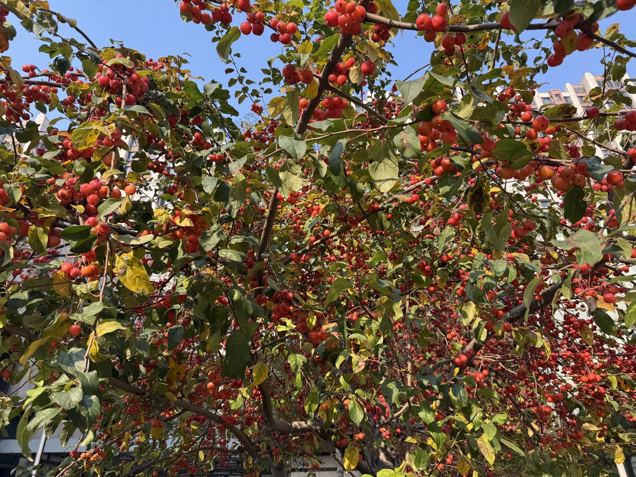 观景有感：春日繁花隐于枝桠，是生命初绽的期许；夏日绿叶簇拥，是奋力生长的炽热。秋