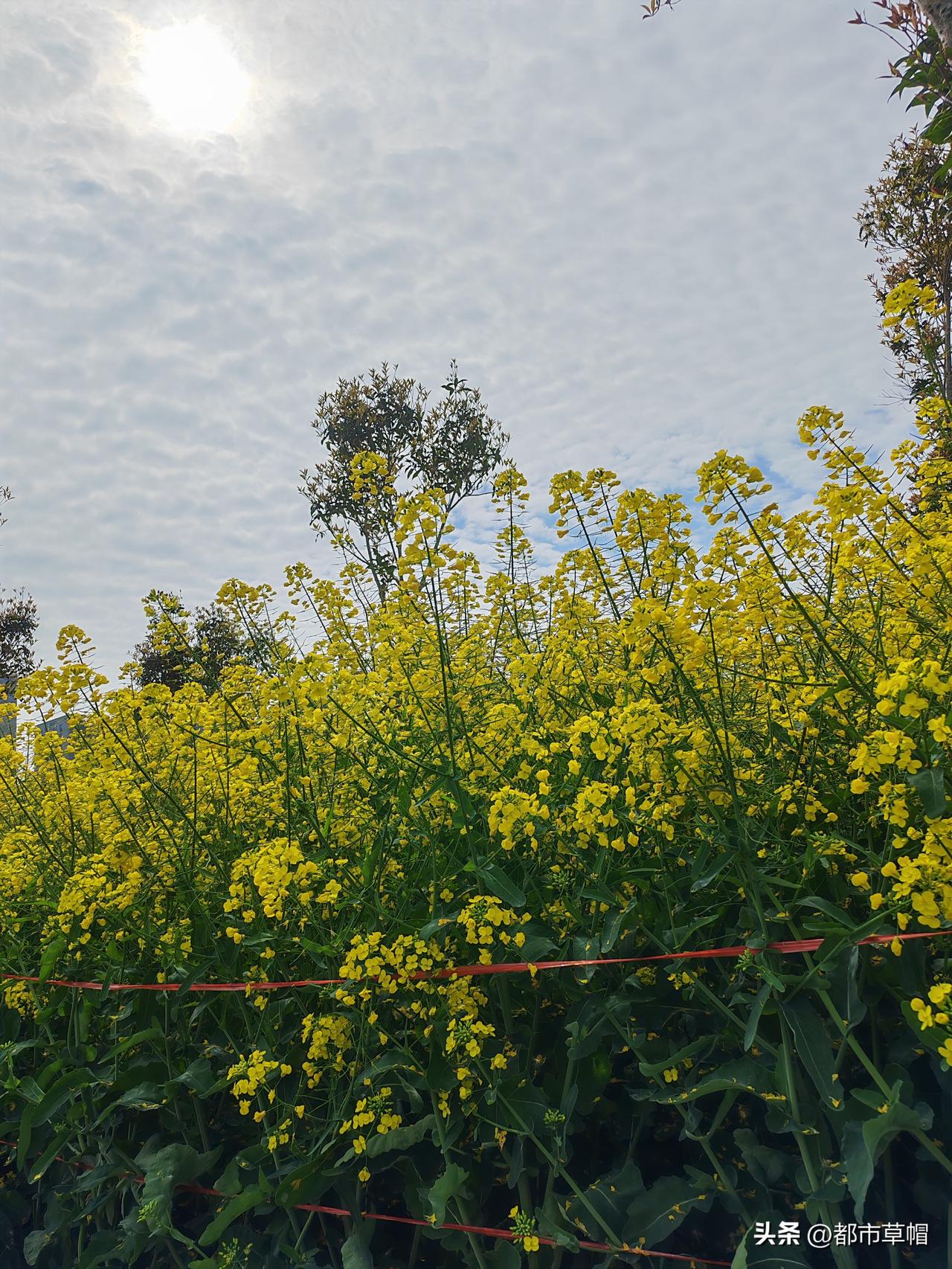 这是农民菜地里种的油菜，跟作为观赏的油菜花儿相比，要高大粗壮很多。菜地里种的油菜