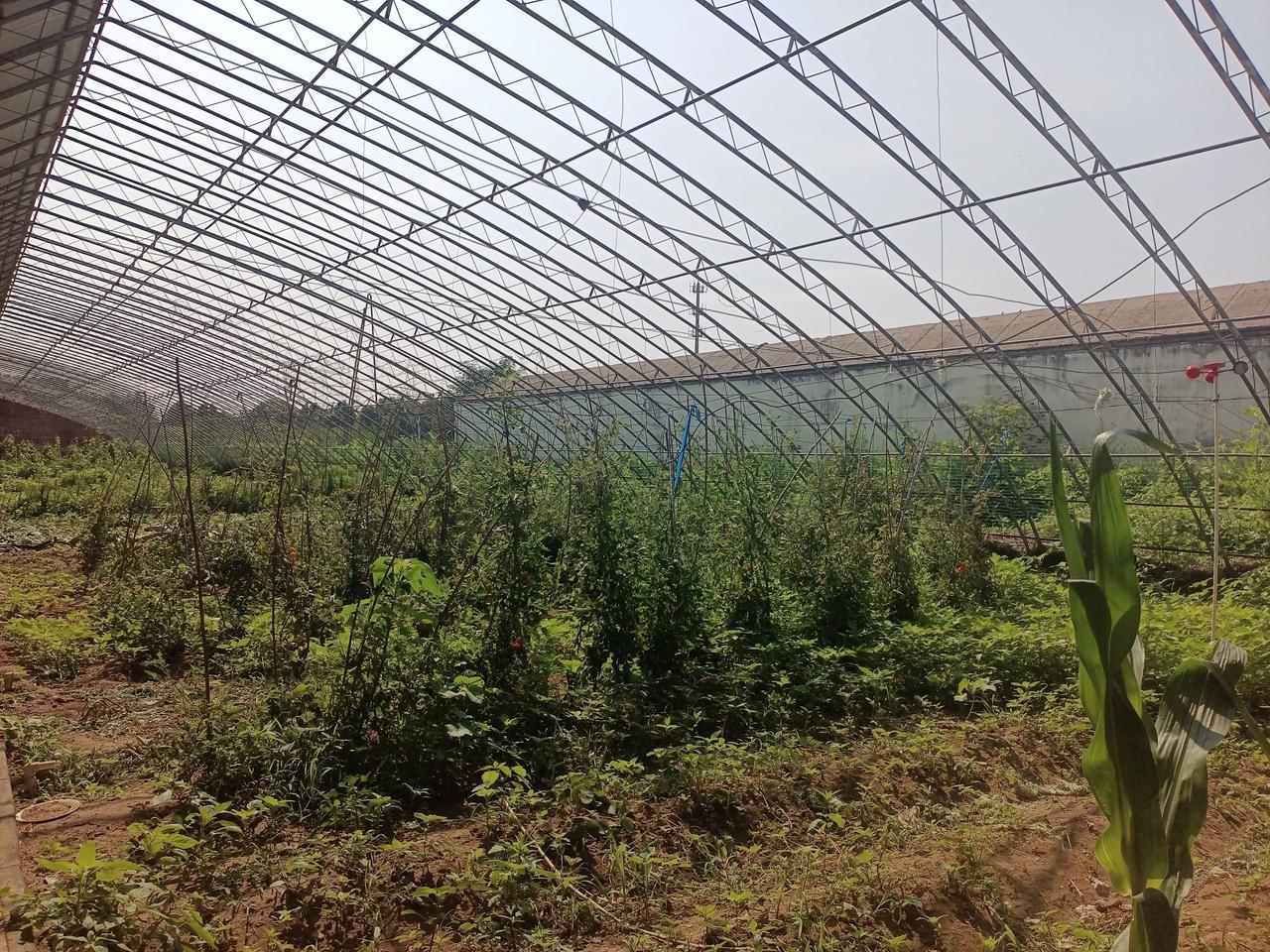 拔了一天草。
    朋友弄个菜园，他还上班，也没有大把时间收拾菜园。种菜这事特