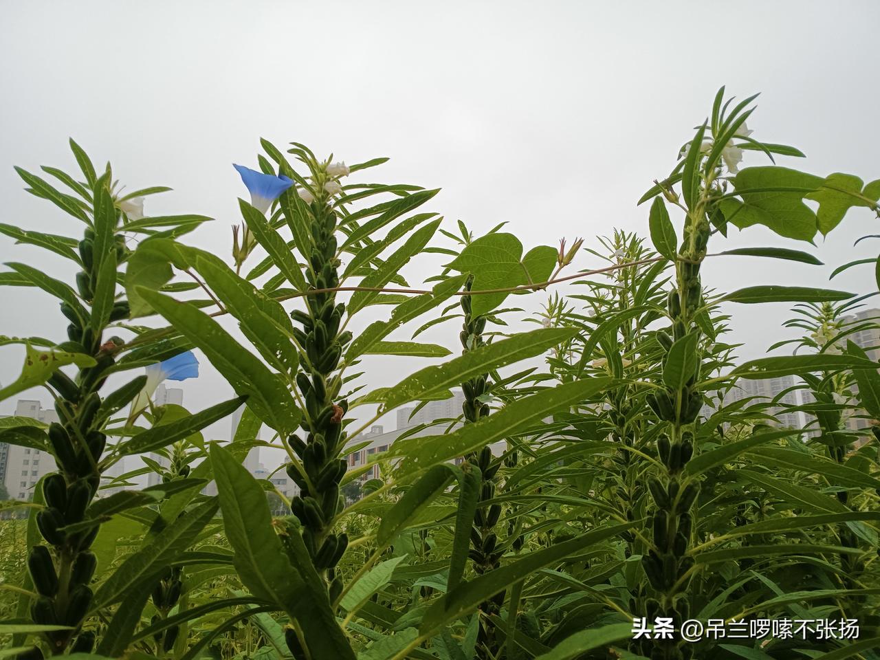 芝麻开花是什么颜色谁要是能在赤橙黄绿青蓝紫，这七种颜色里面找出芝麻花的颜色，我炒