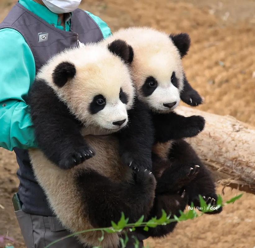 旅日大熊猫蕾蕾和晓晓将结束旅居生活，明年1月底需归还我国，归还后，日本国内饲养的