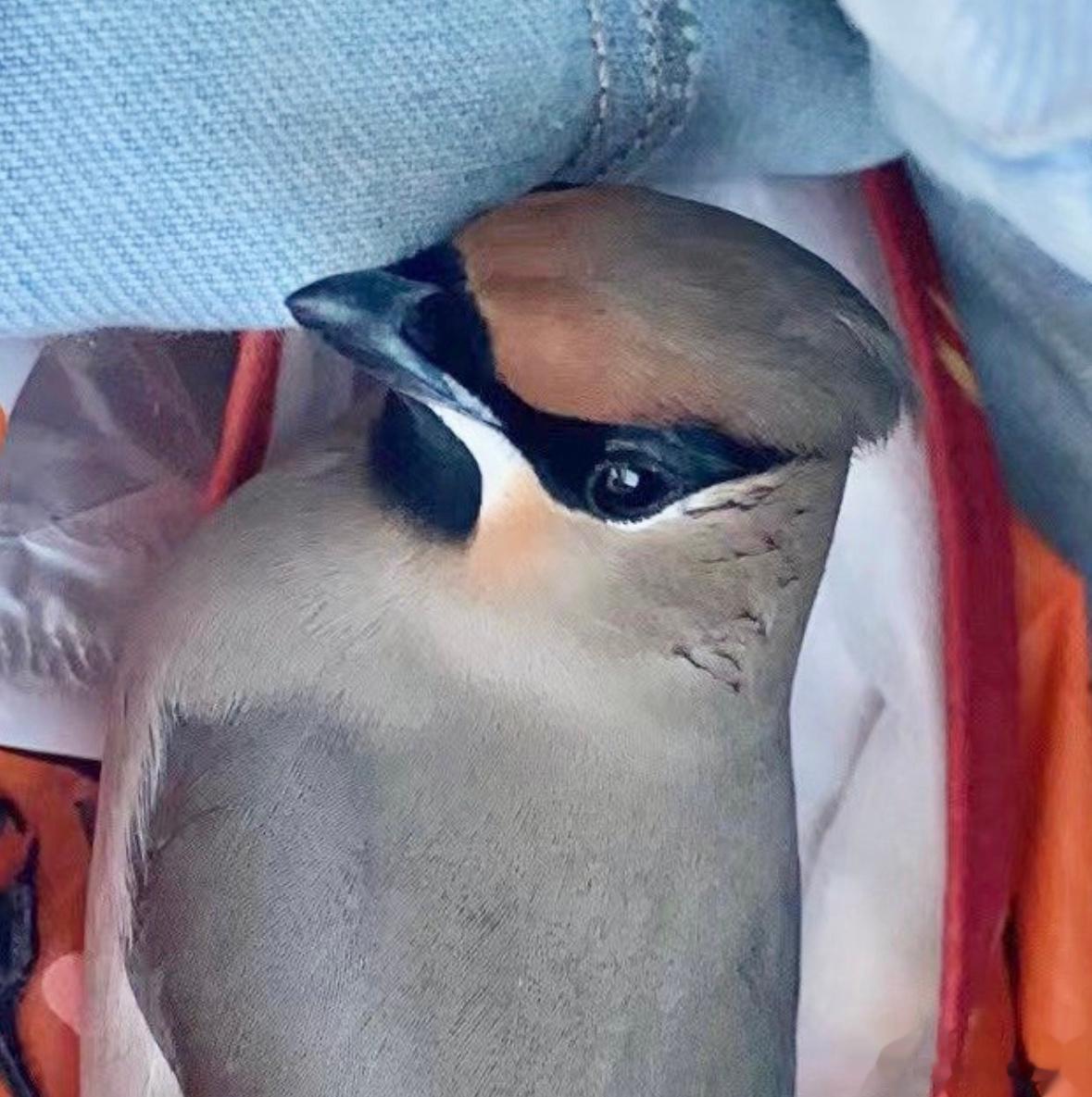 #鸟粉投稿# 雪地里捡到的一只【太平鸟】羽毛好顺滑～ 让它休息会应该可以飞走 ​