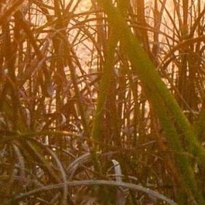 早安心语 ‧₊⋆ ❅.˳⁺⁎˚ ☃︎⋆* ❆·· ☃︎*‧₊. ⋆ ∗.˳⁺⁎˚