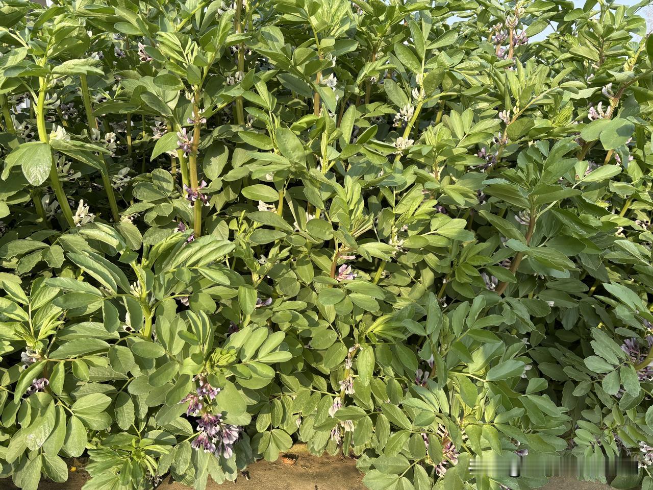 张老师突然走了，突然的让人无法相信。我心情很沉痛。彻夜未眠。

我是昨天晚上23