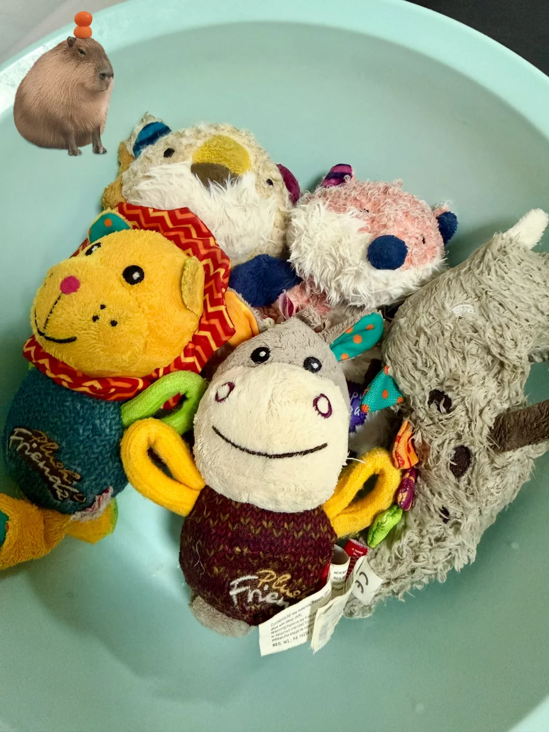 小狗盯着我洗玩具