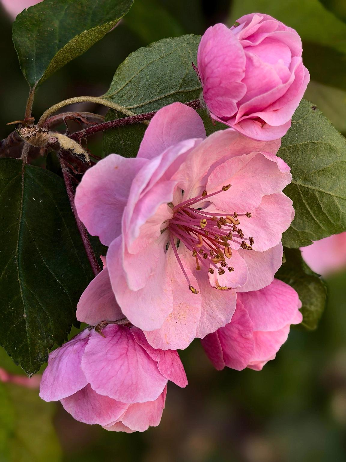 至于会做什么呢？一时还真是想不起来哈！[大笑][大笑][大笑]