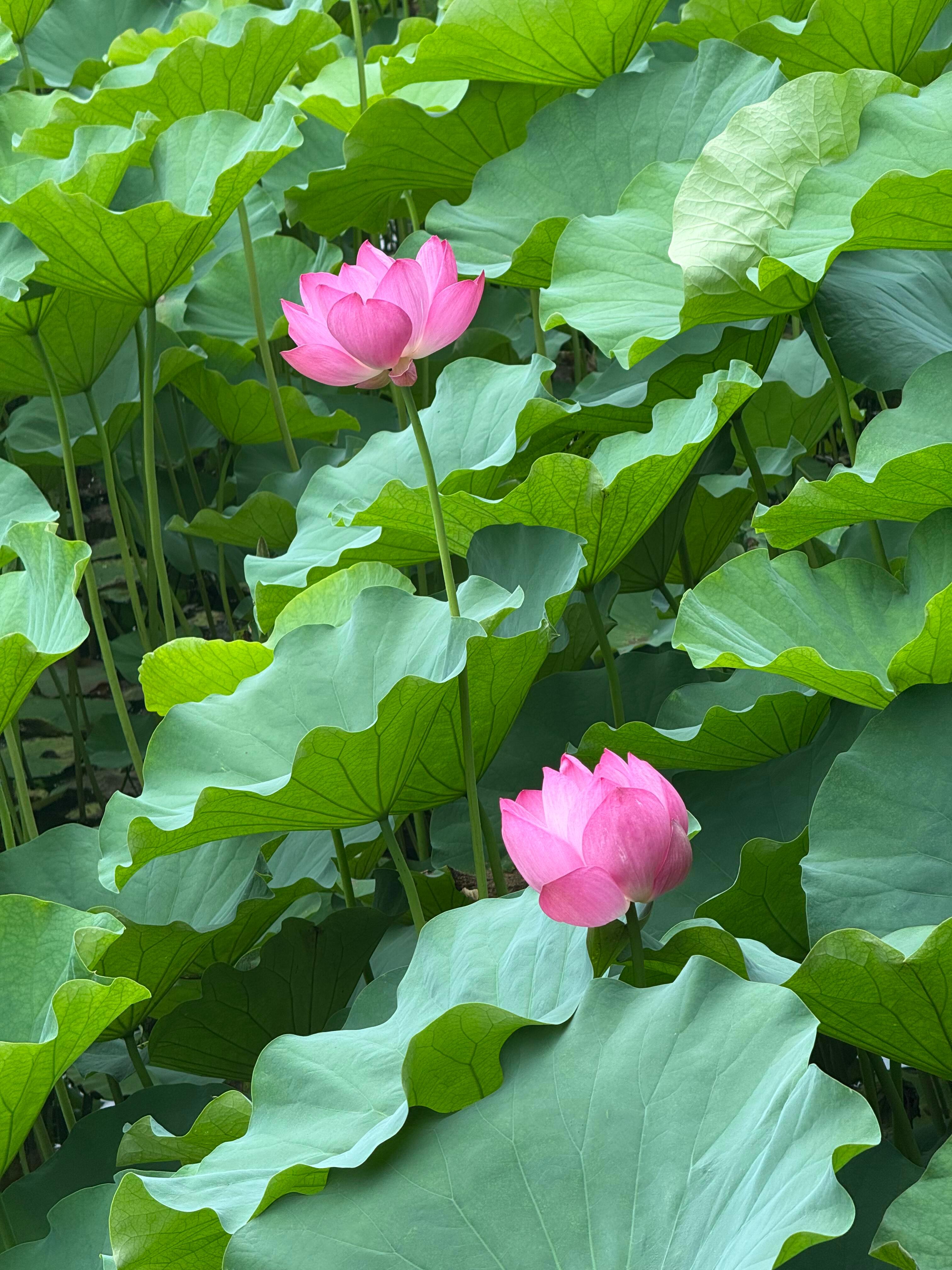 一池荷花,半卷夏梦,清风徐来,皆是温柔。 
