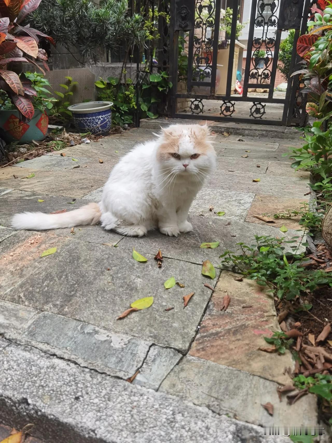 分享一张猫咪照片“鳌拜”的样子，不过挺乖的，凶只是表象！[呲牙]