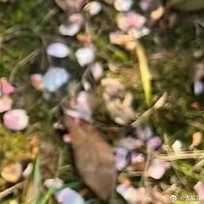0000种种满天星满天星对土壤的要求不高，一般以排水功能良好微碱性石灰质土壤或是