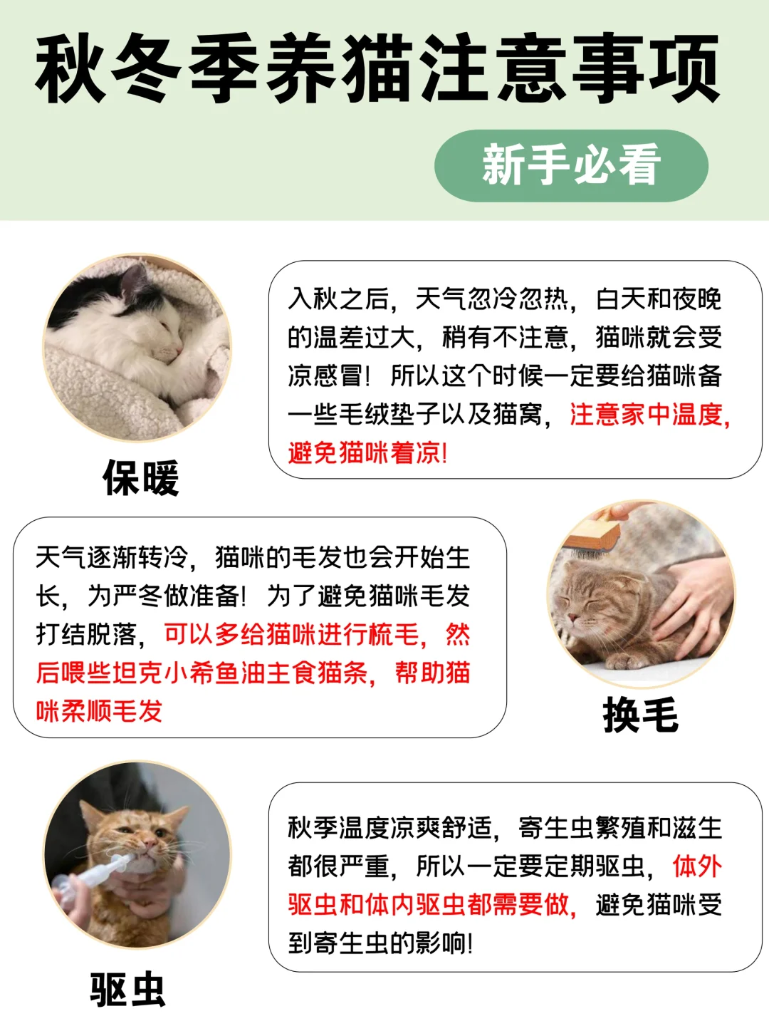 秋冬换季养猫保姆级攻略！码住收藏不迷茫～