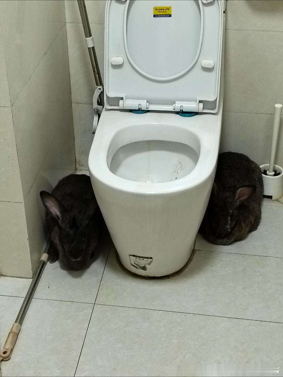 14216🐇🐇【廁所門神】何意味 