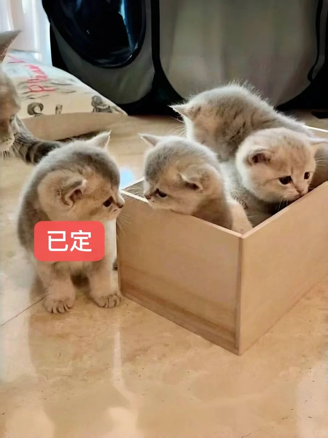 🇭🇰HK高質藍金BB💛有一窩搵愛心家長