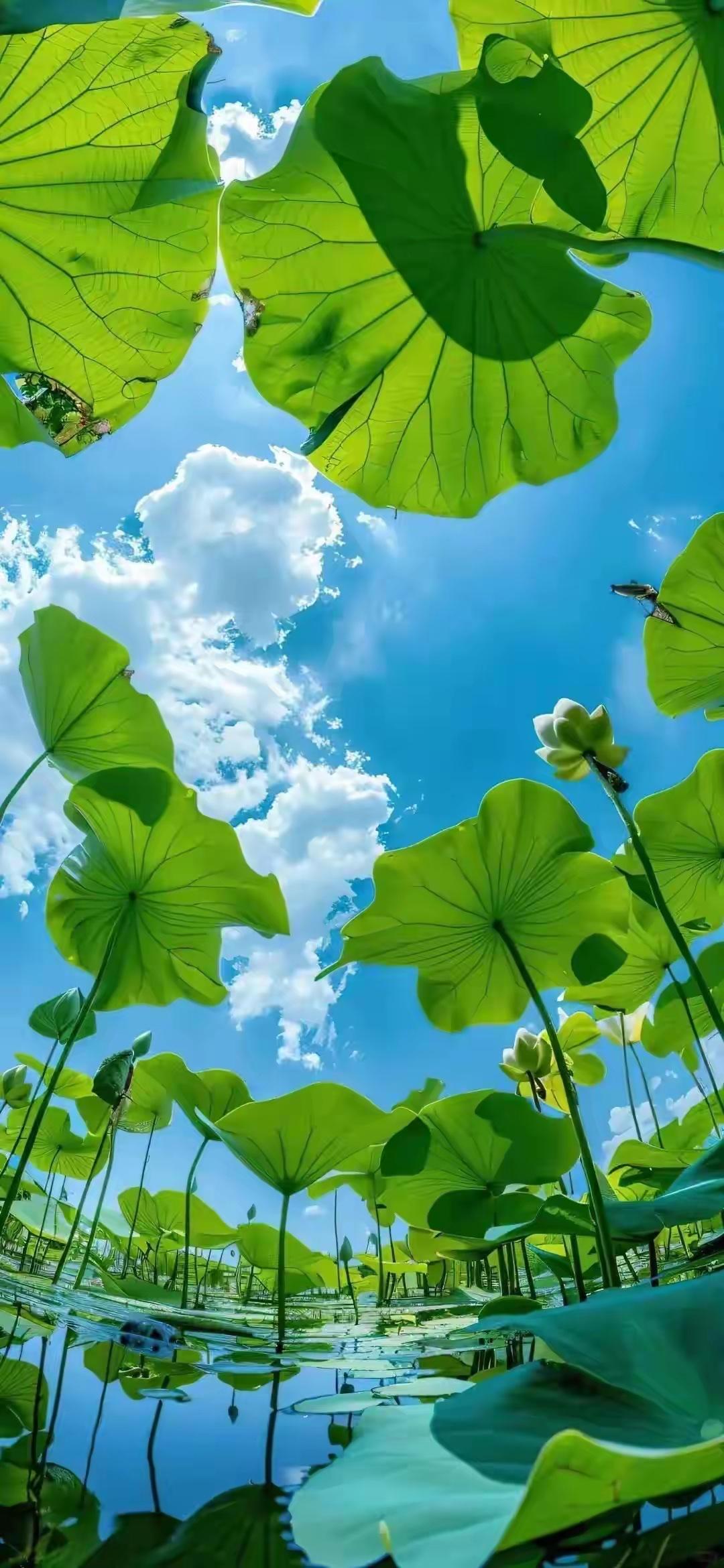 分享几张精美的自然壁纸，喜欢的收藏一下！[比心]