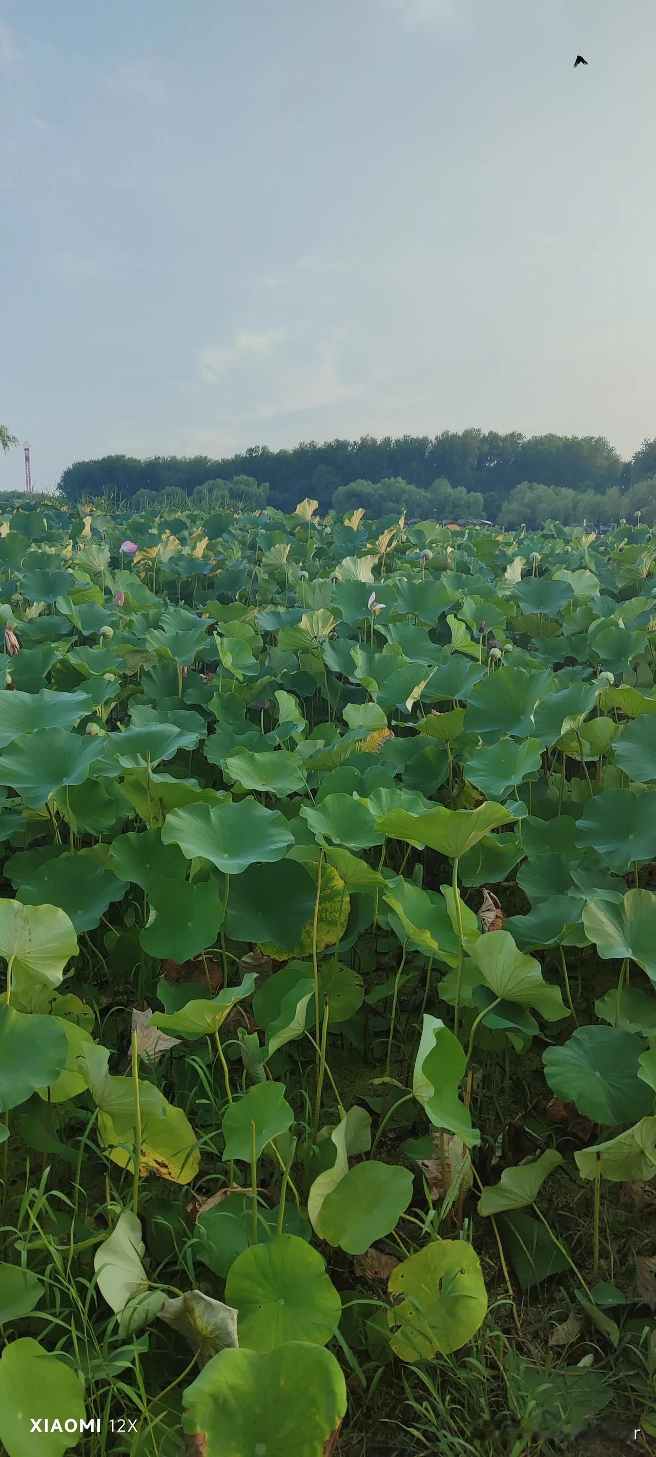 属蛇 本周运势8.6-8.12
 
整体总评：本周以8月7日立秋为分界，前两日收