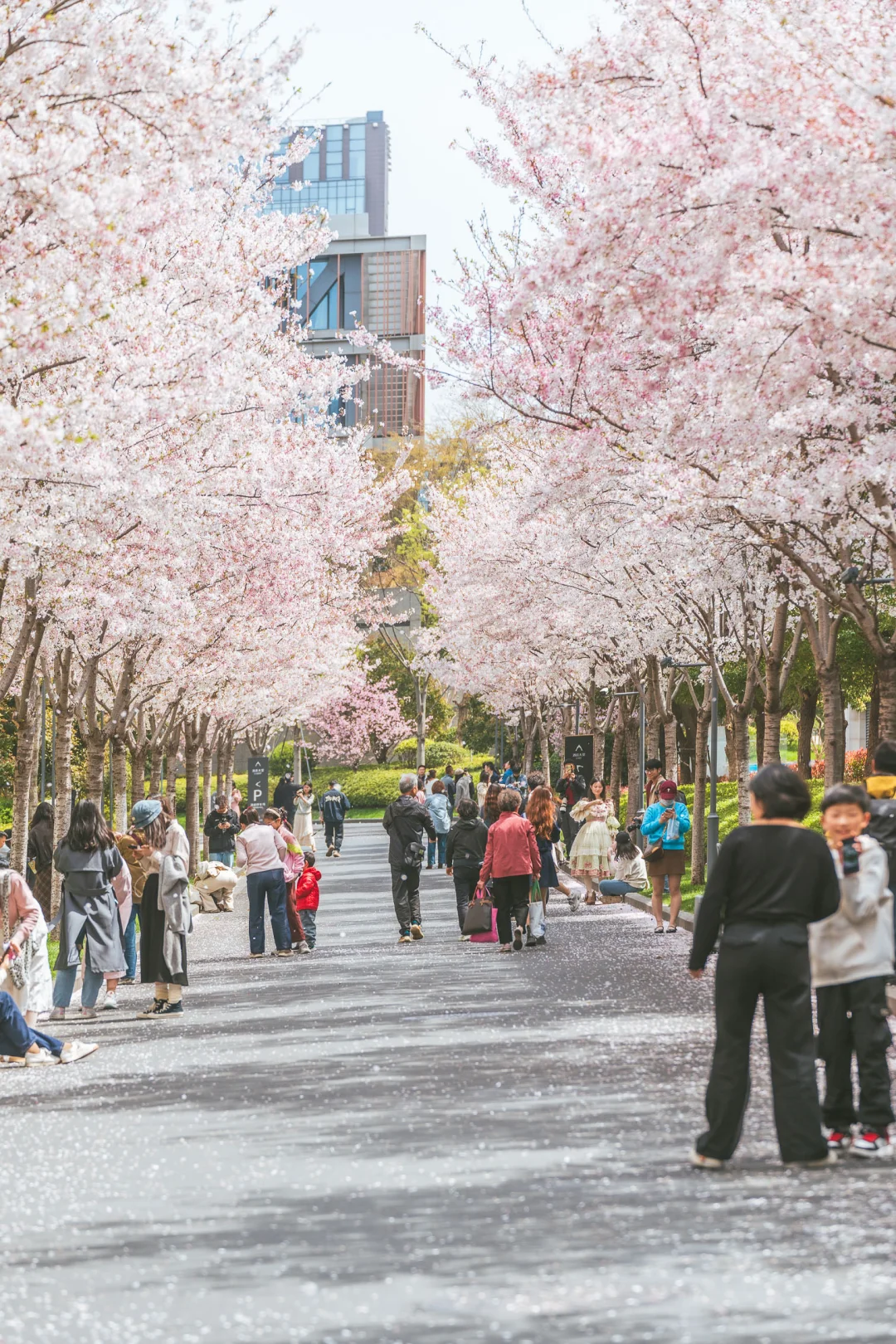 天隆寺这条樱花小道，原来也可以这么美啊