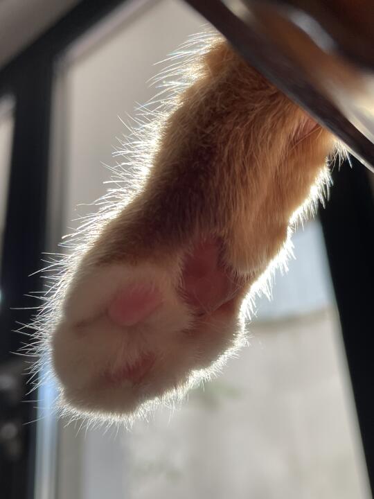 是碧根果味的