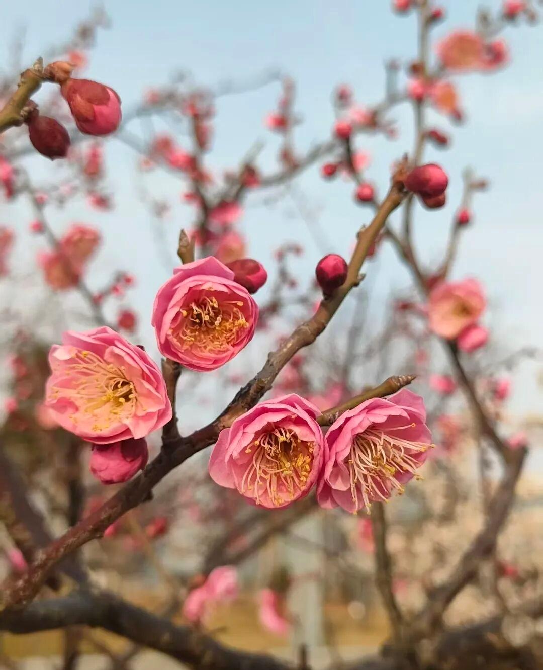晒图笔记大赛梅枝斜逸，几簇粉梅在枝头悄然绽放。花瓣如胭脂染就，层层叠叠裹着金黄的