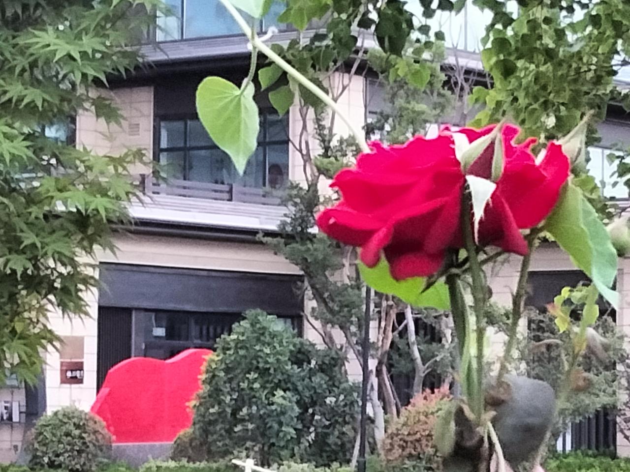 相册里最新一张鲜花照片月季花，花开月季。[大笑]