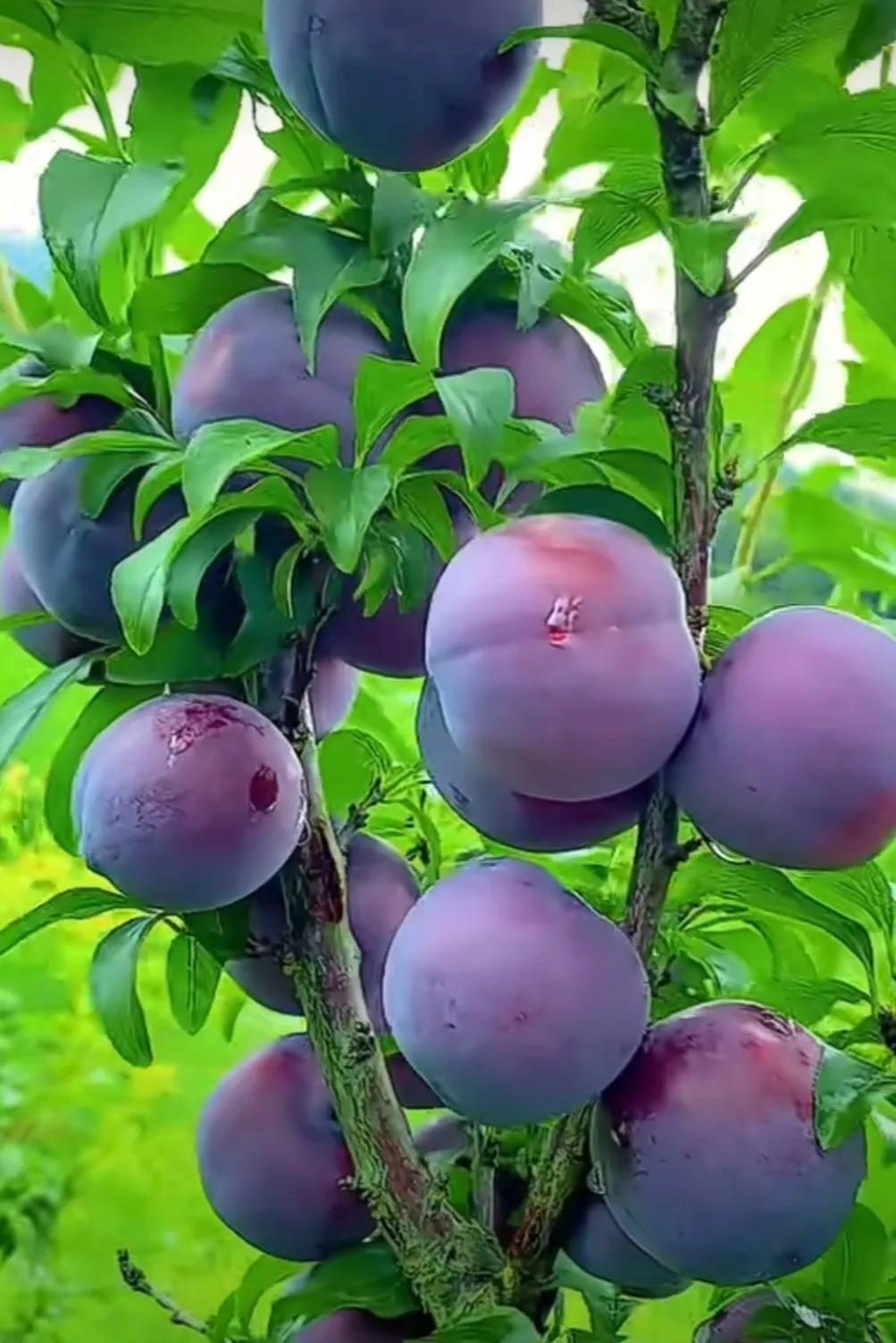 好友们，早安吉祥！
☔️🍎🌿✍
天气仍热中，很想赊凉风。
心里有牵挂，随把问