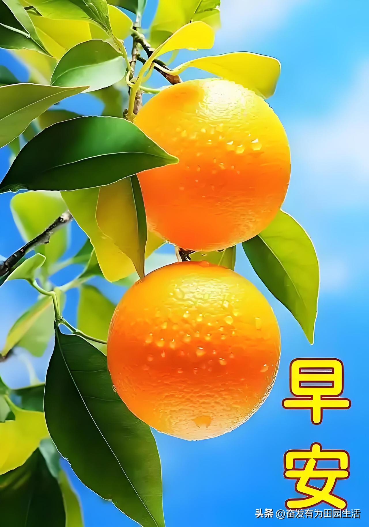 新鲜采摘的橙子，早安好心情！🍊🌞鲜甜橙子