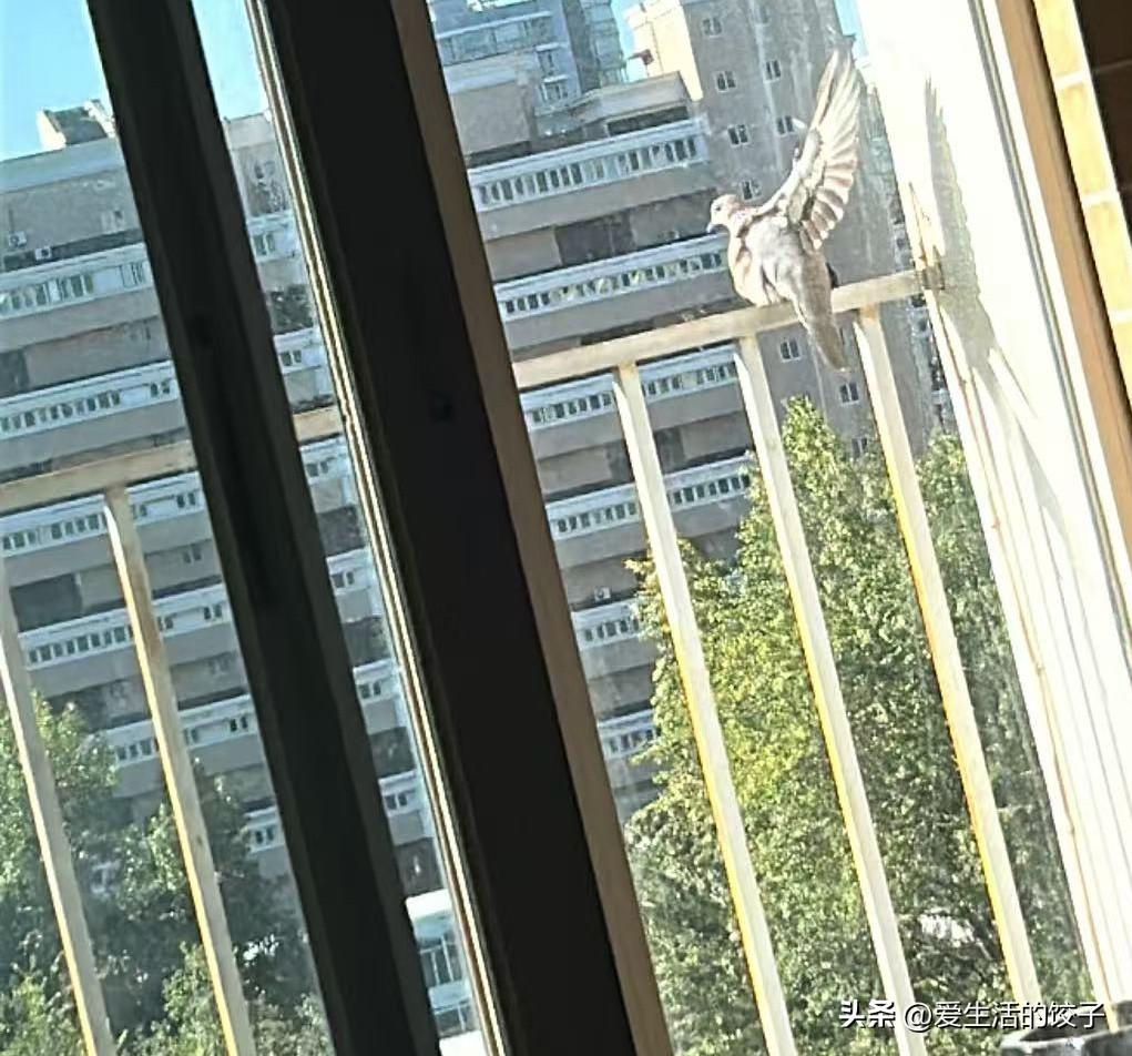 早上好✨

窗外来客，是珠颈斑鸠。
听见它咕咕咕的低鸣，
是清晨最治愈的声音。