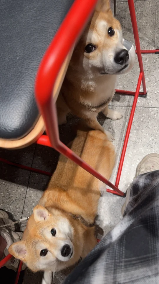 想吃麦麦🍔的小狗