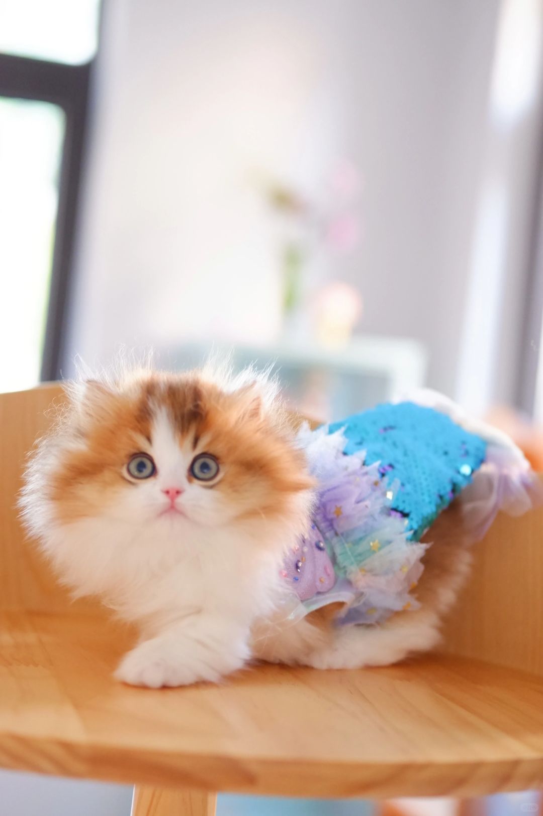 是小美人鱼🧜 金白米努特矮脚猫