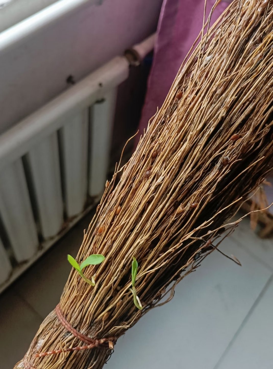 家里扫桌子的扫帚发芽了，额....枯树开花？ ​​​