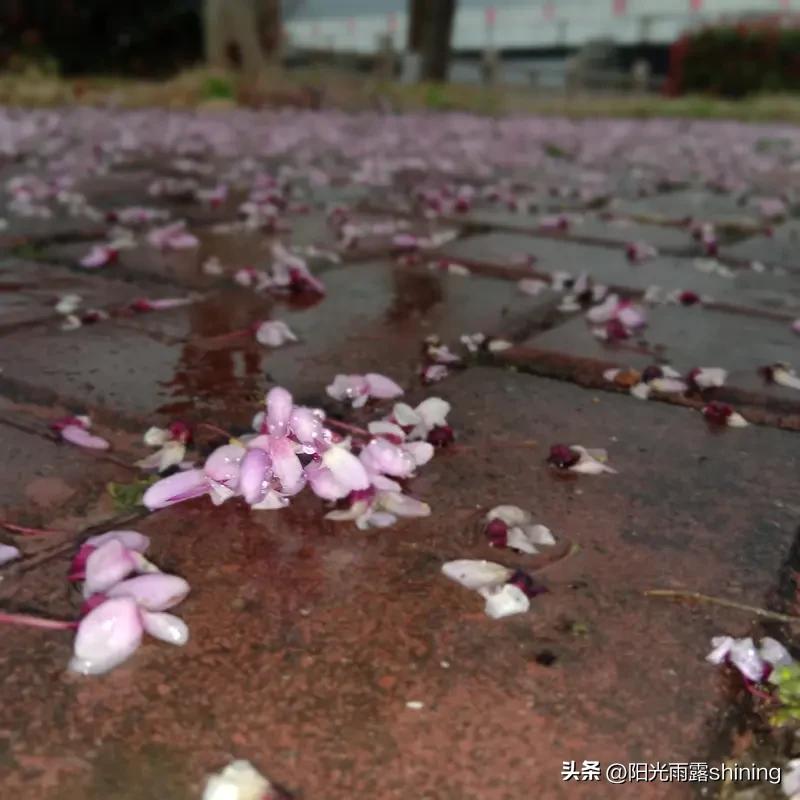 上联：雨落花含泪，求下联风吹柳摇枝。