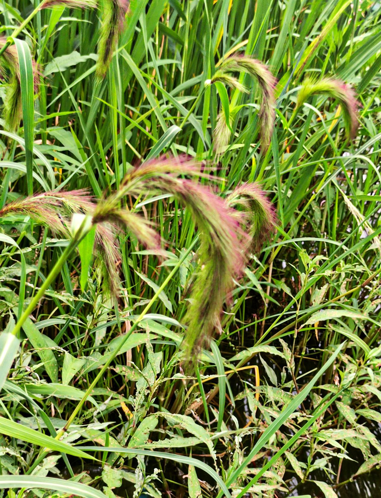 野生的″狗尾草″，夏日里植物茂盛，狗尾草也不甘落后，自由生长，别有特色。