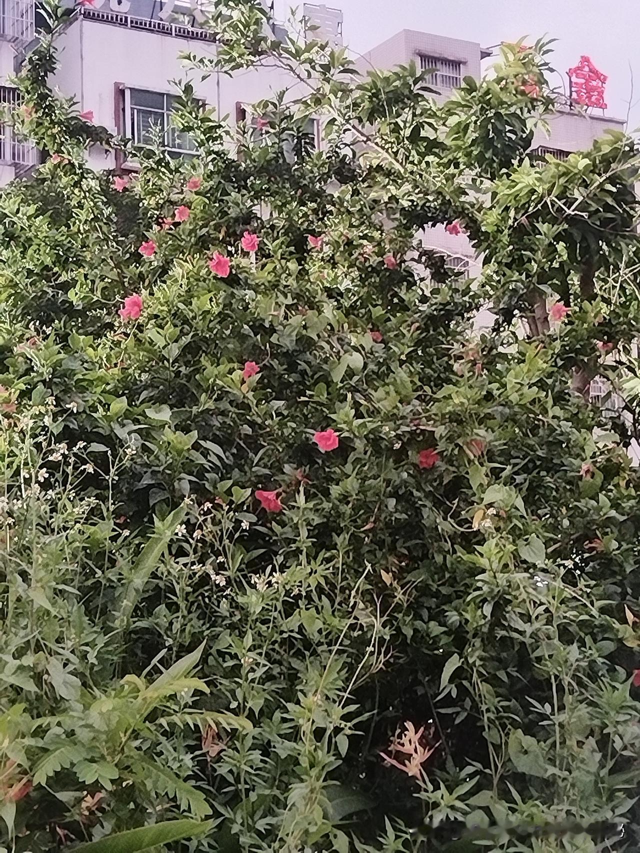 早上好！清晨六点，城市还没完全醒来。推开窗，初秋的风就这样软软地扑在脸上——不再