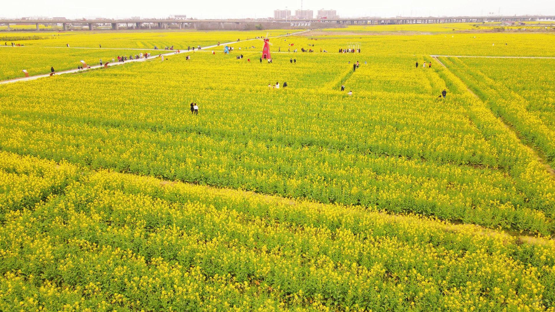 南昌30分钟车程的千亩油菜花海游玩攻来咯！