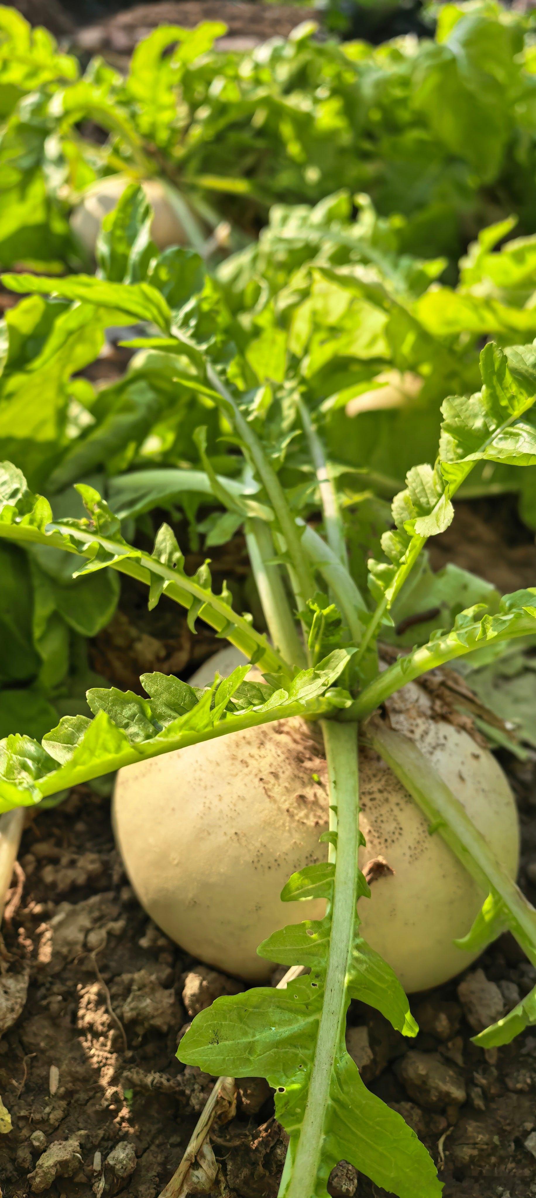 我认为即使再过许多年，当我回首这一生，做的最正确的一件事，莫过于没有选择背井离乡