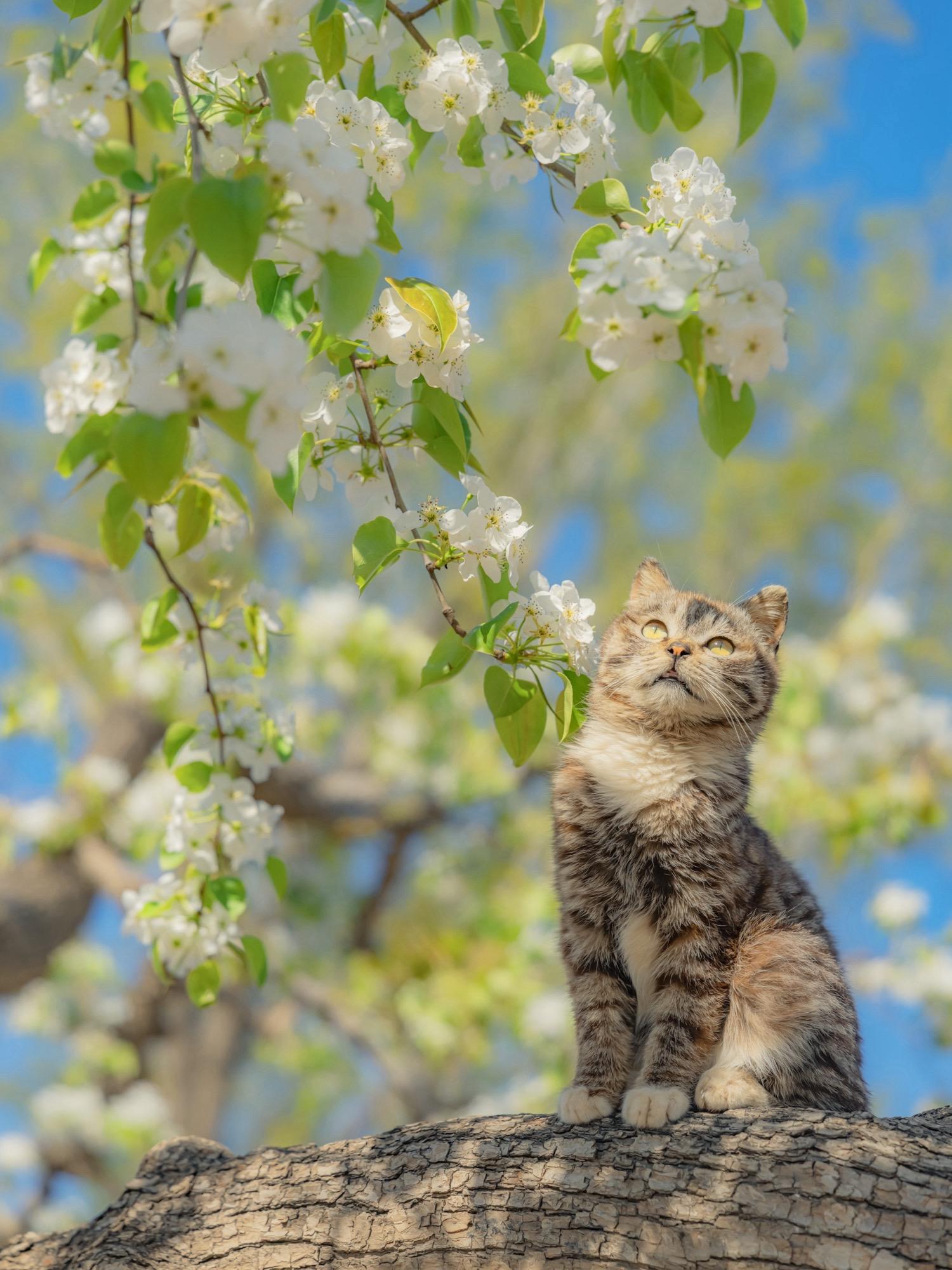 狸花和梨花是绝配呀。终于拍到心中念念的画面，春光明媚的感觉扑面而来，越看越喜欢。
