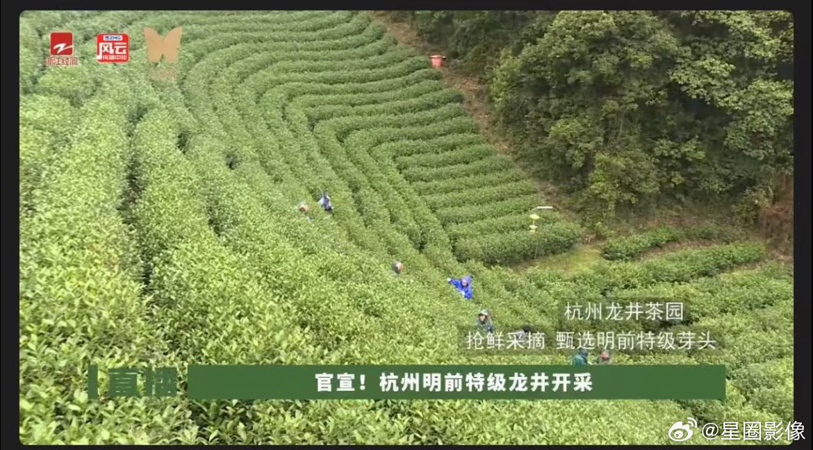 杭州龙井刚开采就被做成奶茶了杭州龙井刚开采还没多久，朋友圈和社交平台好多人在晒，