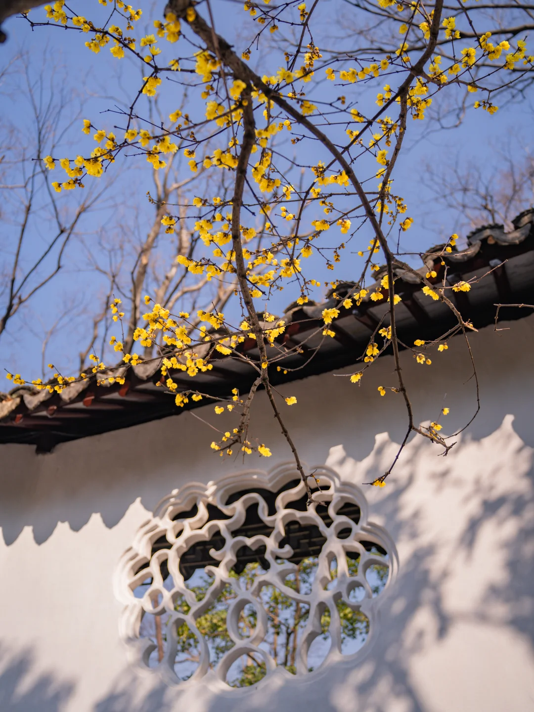 腊梅的美，藏着“疏影横斜”的东方留白意蕴