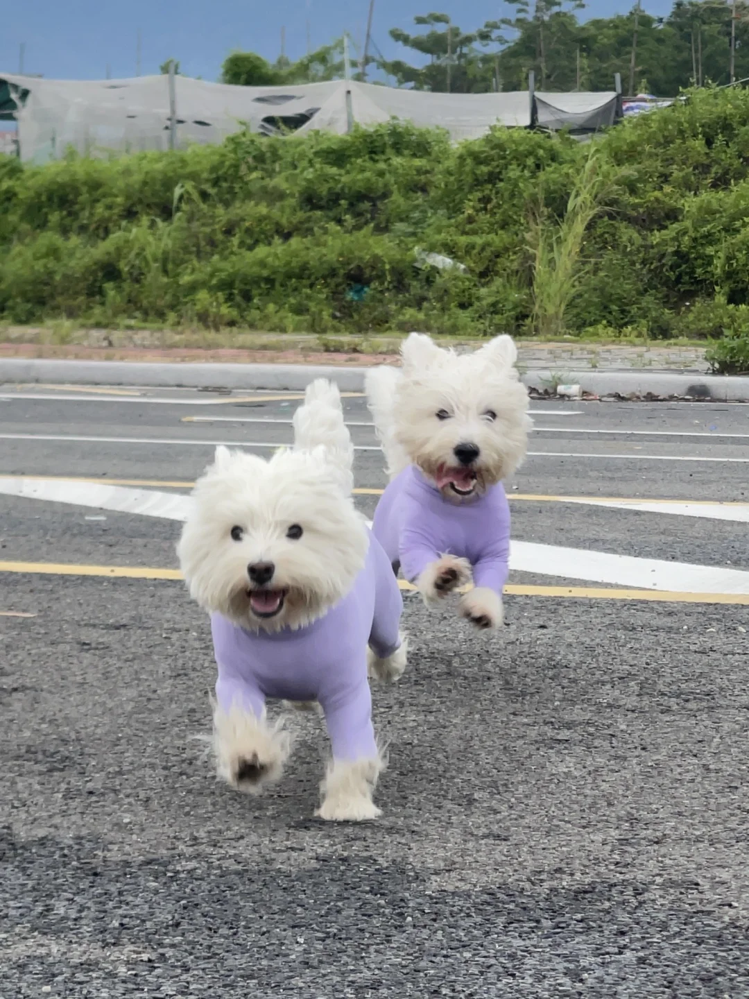 在厦门！找了一个八亩的场地可以做狗狗乐园