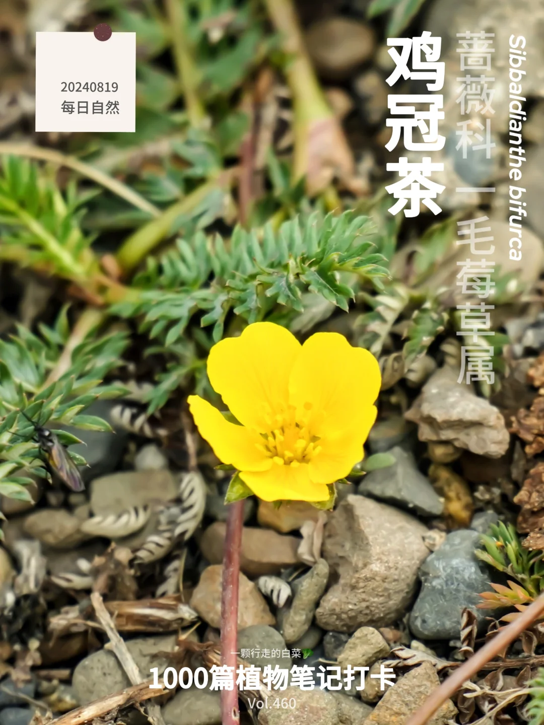 植物笔记460 ｜ 遇见一抹黄花的独白
