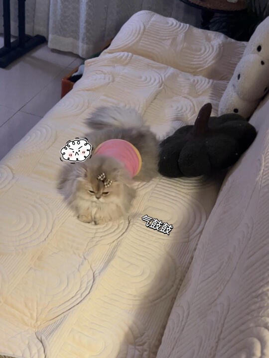 小小一只 全是反骨