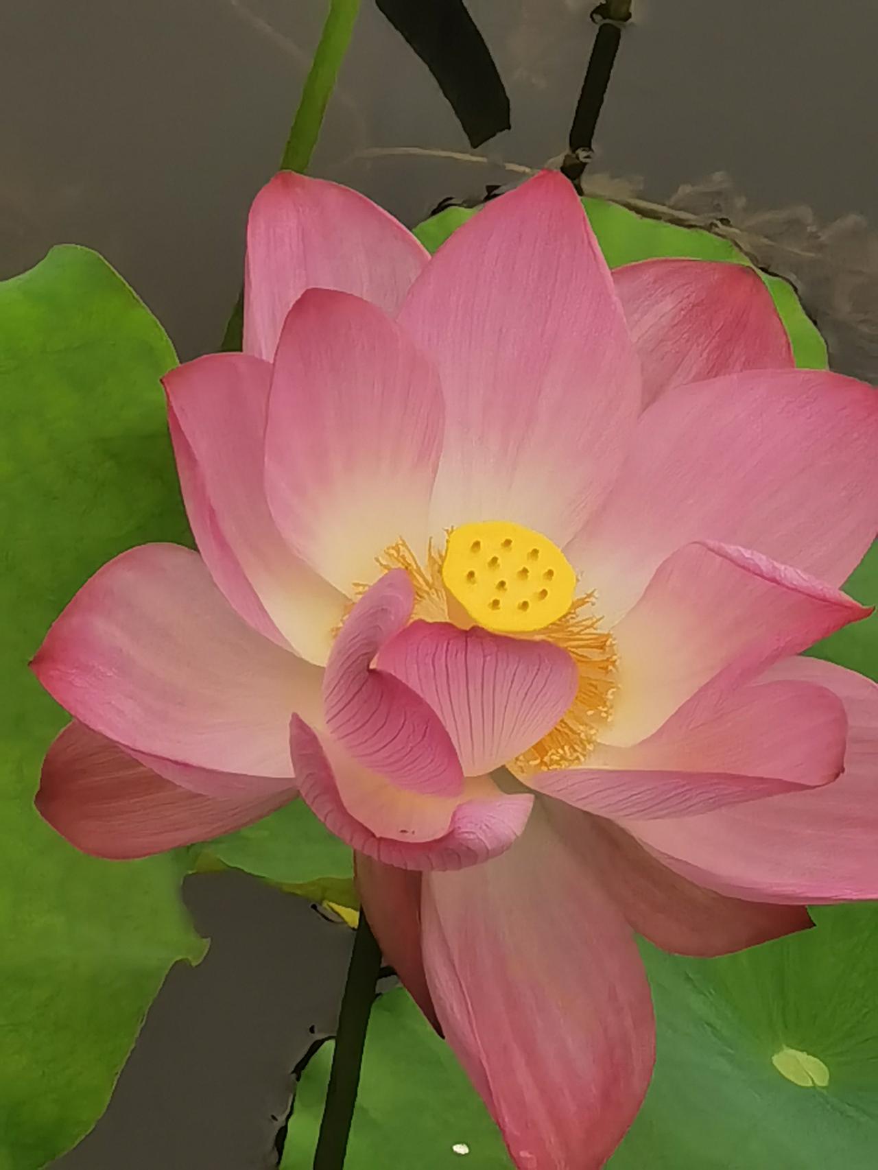 《七律～六一儿时梦》

忆念田园玩耍翁，
留连稚子读书童；
相思岁月耕耘雨，
有