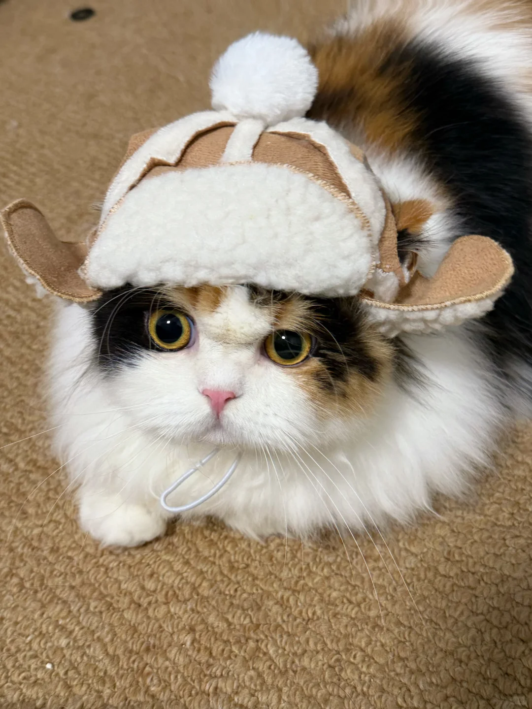 冬猫戴冬帽