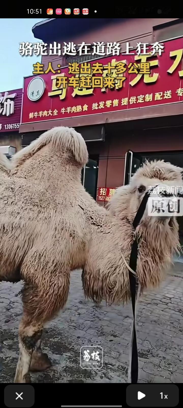 12月29日，菏泽市巨野县。女子发视频表示，自己把骆驼拴在石头上，因为石头太轻骆