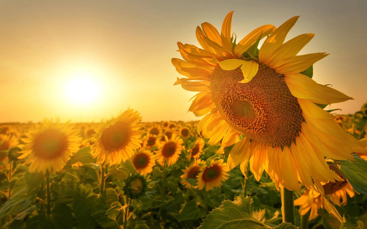 太阳是我们生命中不可或缺的一部分，它的存在是地球上生命存在的基础。然而，如果太阳