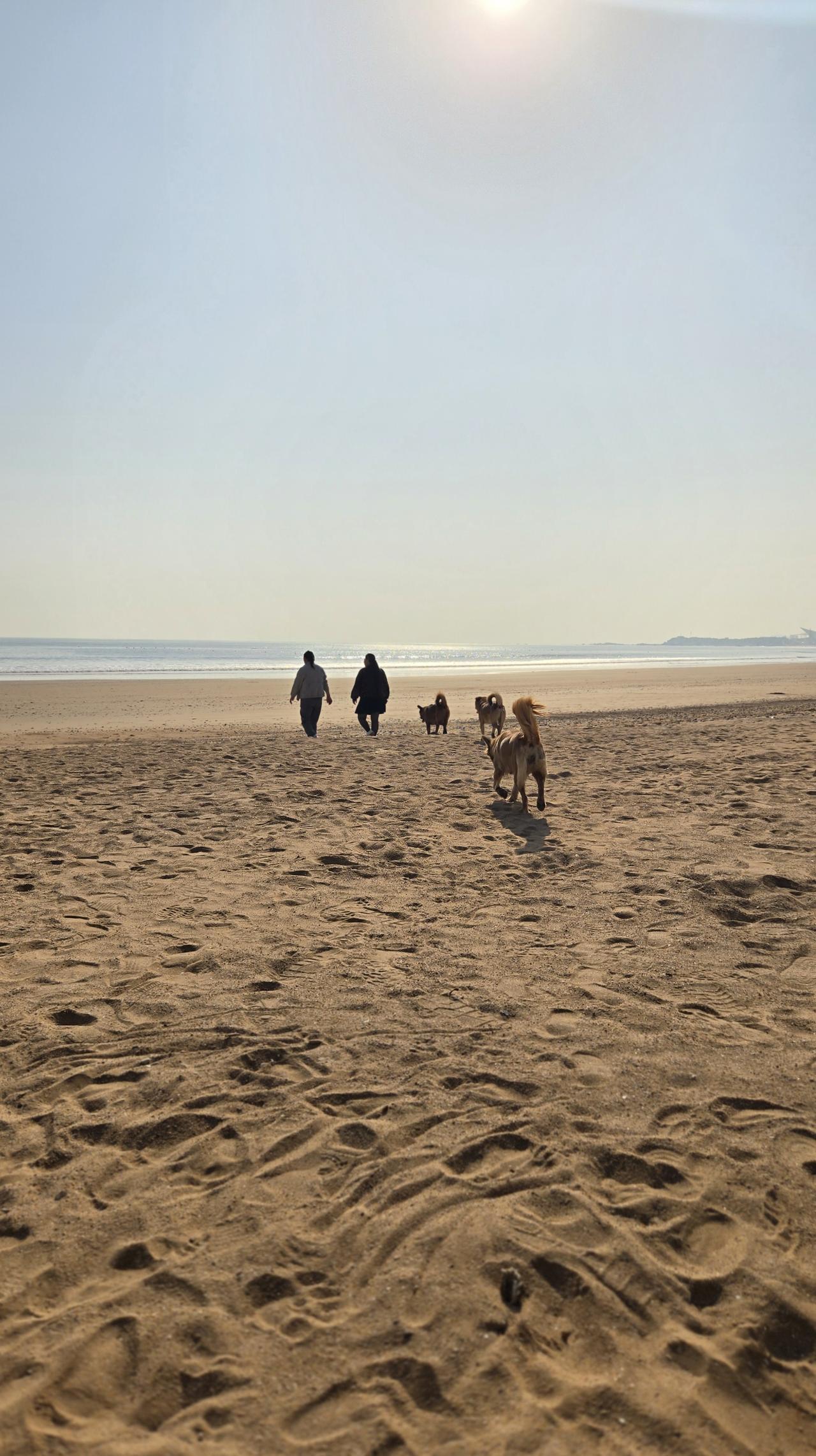 无语了，青岛金沙滩上来了两个东北口音的女人，带着几只狗在沙滩上撒欢，也不牵绳，任
