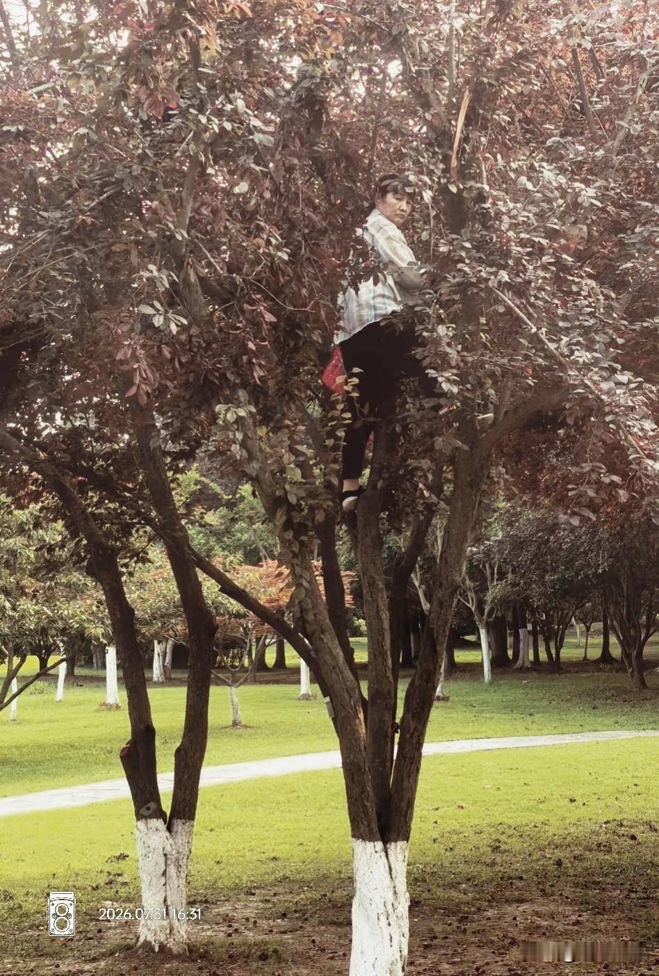 上蹿下跳，好身手，女汉子变老了。
问题是摘果子你就好好摘，你折树枝干吗？[捂脸]