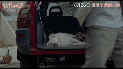 姥姥的外孙团队新作心犬相随定档 小狗真的能治愈一切，成年人的世界再乱再累，有小狗